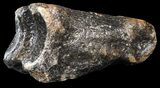 Ice Age Bison Metatarsal (Toe Bone) - North Sea Deposits #43144-1